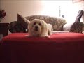 Crazy Dog Running Crazy Dog Running