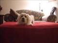 videos de Crazy Dog Running