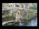Knut ein Jahr in der �ffentlichkeit :-)