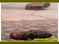 Untamed TV Presents - "Bad Ass Animals!" - free flv video @ vwatch.tv