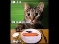 incredibly funny.... CaTz 4
