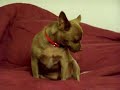 Peanut Butter Dog Peanut Butter Dog