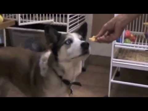 chesawoo - the video that answers why Marnie says Weee!! plus a sweet birthday celebration.
