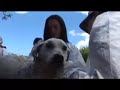 Animal Shelter San Francisco De Asís ( English Version)