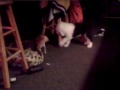 Wallice wants Pizza
