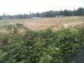 Western Chehalis Trail: P21/21