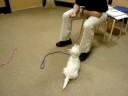 Puppy class