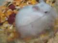 mini hamsters inside lotte mart