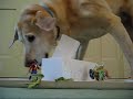 DogZilla! DogZilla!