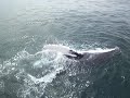 Humpback Whale