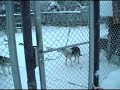Dogsled Trineo de perros en Kiruna