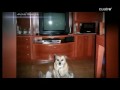 mi perro en cuarto milenio