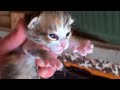 Unser Katzennachwuchs