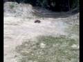 videos de TNX 5.2R