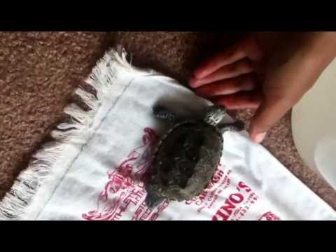 how to care terrapin