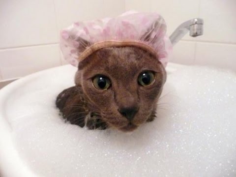 Funny Videos 2014 - Funny Cats Video - Funny Cat Videos Ever - Funny Animals Funny Fails 2014