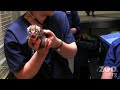 Cute Baby Ocelots, 11 days old Cute Baby Ocelots, 11 days old