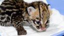 videos de Cute Baby Ocelots, 11 days old