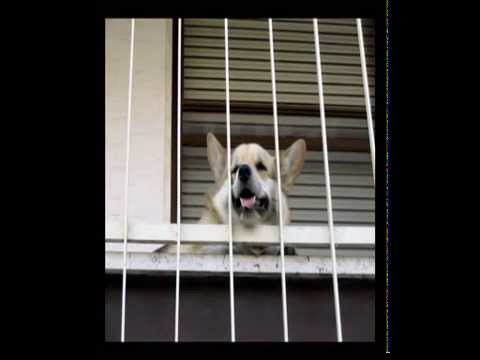 Gaia a sweet welsh corgi pembroke