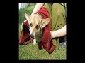Gaia a sweet welsh corgi pembroke
