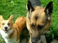 Welsh Corgi and German Shepherd Welsh Corgi and German Shepherd