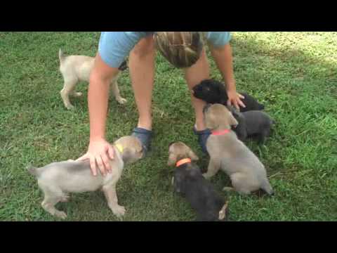 cane corso
