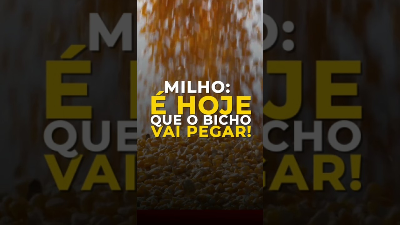 MILHO: É HOJE QUE O BICHO VAI PEGAR!