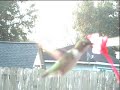 Hummingbird Visits South Tx Hummingbird Visits South Tx