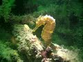 Tigertail Seahorse