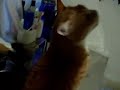 モロヘイヤ