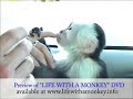 Pet Monkey
