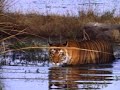 Nature Collection 40 - Land of the Tiger 3of5 - 1985