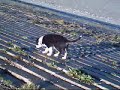 My Border Collie puppy on the beach (2)