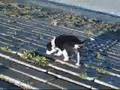 Border Collie video