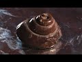 Vogler-DVD: Die Fossilien von Carl Kaese Vogler-DVD: Die Fossilien von Carl Kaese