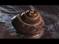 Vogler-DVD: Die Fossilien von Carl Kaese
