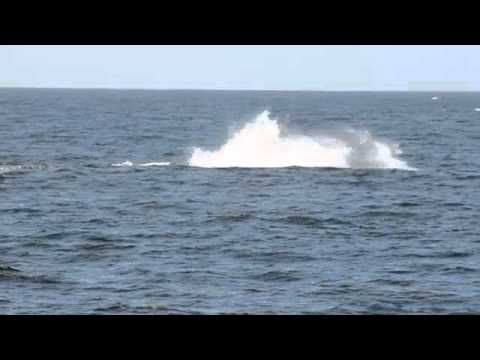fin whale