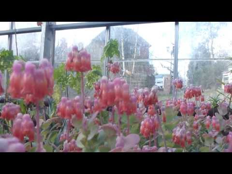 how to fertilize kalanchoe