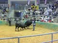 bull_fight6.mov