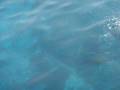 videos de La tartaruga marina