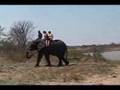 videos de Swimming with Elephants