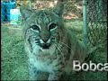 Predators of the Heart.com