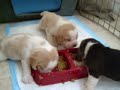 nonnies-pups-first-food3.html