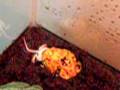 Albino-Pac-man-Frog-