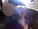 Dogbook Movie: Emergency Siren Dogbook Movie: Emergency Siren