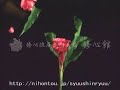 TAMESHIGIRI?Flower 3?