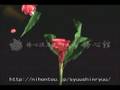 TAMESHIGIRI～Flower 3～
