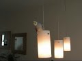 Lonny de valkparkiet fluit leuke melodietjes