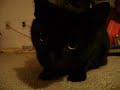 Nelon video Nelon video