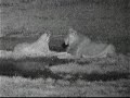 Pair of lions at nkroho pan 4 Pair of lions at nkroho pan 4